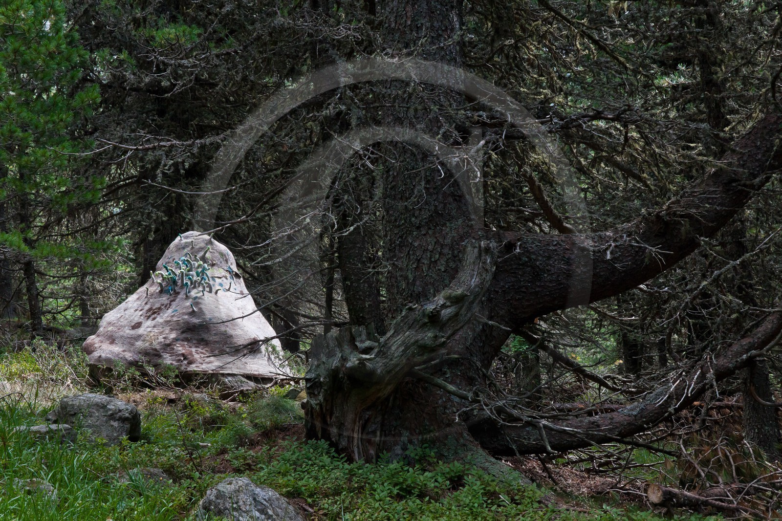 Sentiers Art et Nature Queyras et Val Varaita, Stéphanie Cailleau