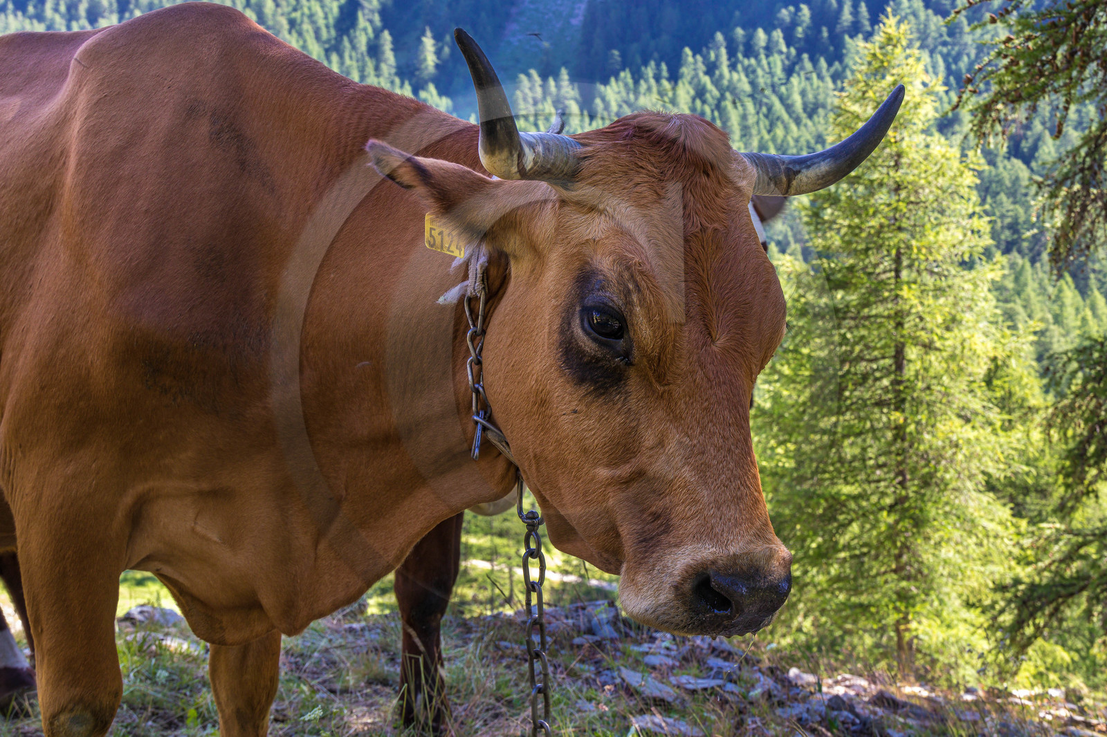 Fromagerie fermière de Pra Chiriou
