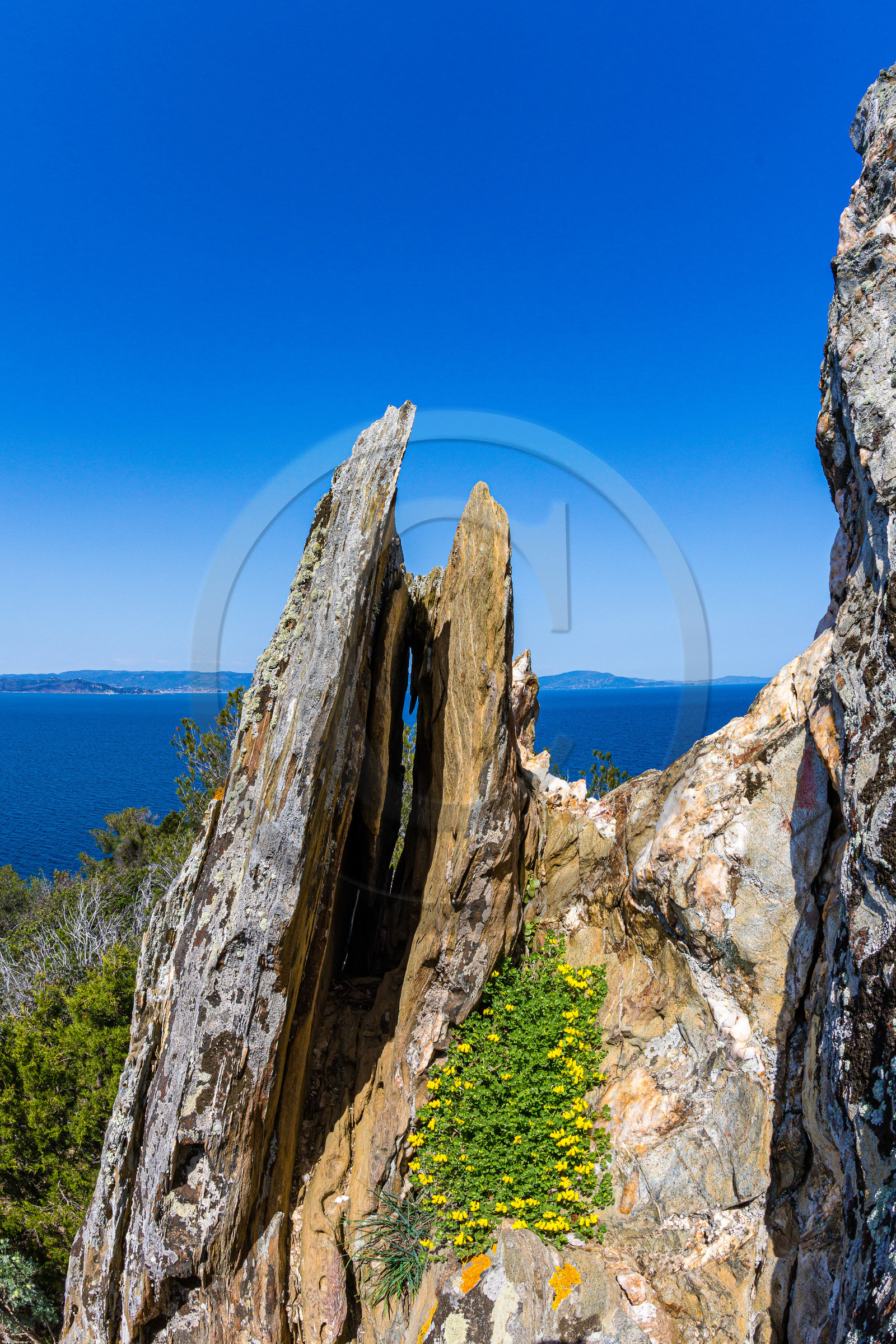 Parc national de Port-Cros, Lotier faux-cytise