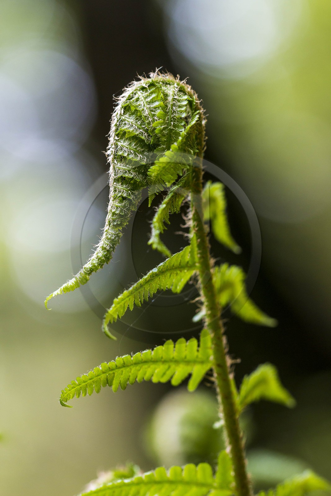 ENS de l'Isère, Marais des Seiglières