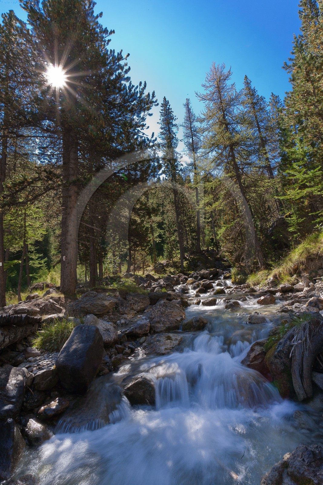 Bois des Ayes, Pin cembro