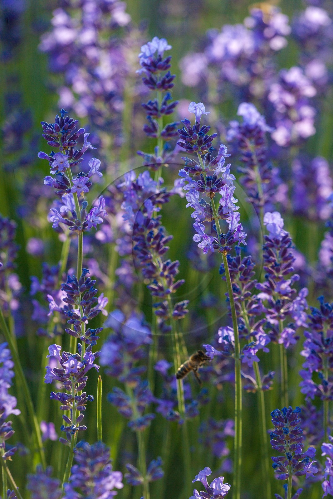 Lavende, Lavendin, Lavandula hybrida