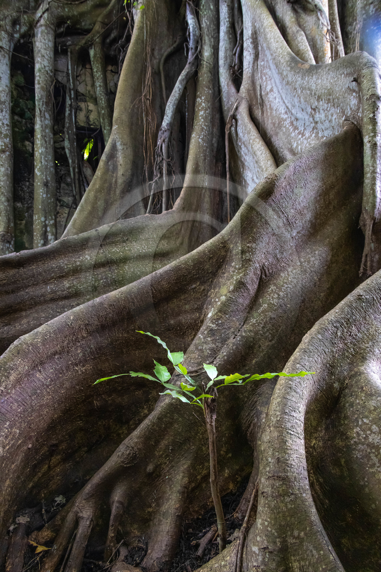 Guadeloupe, ancienne prison et le Figuier Maudit