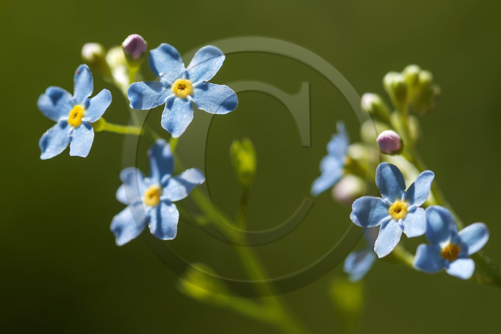 Myosotis