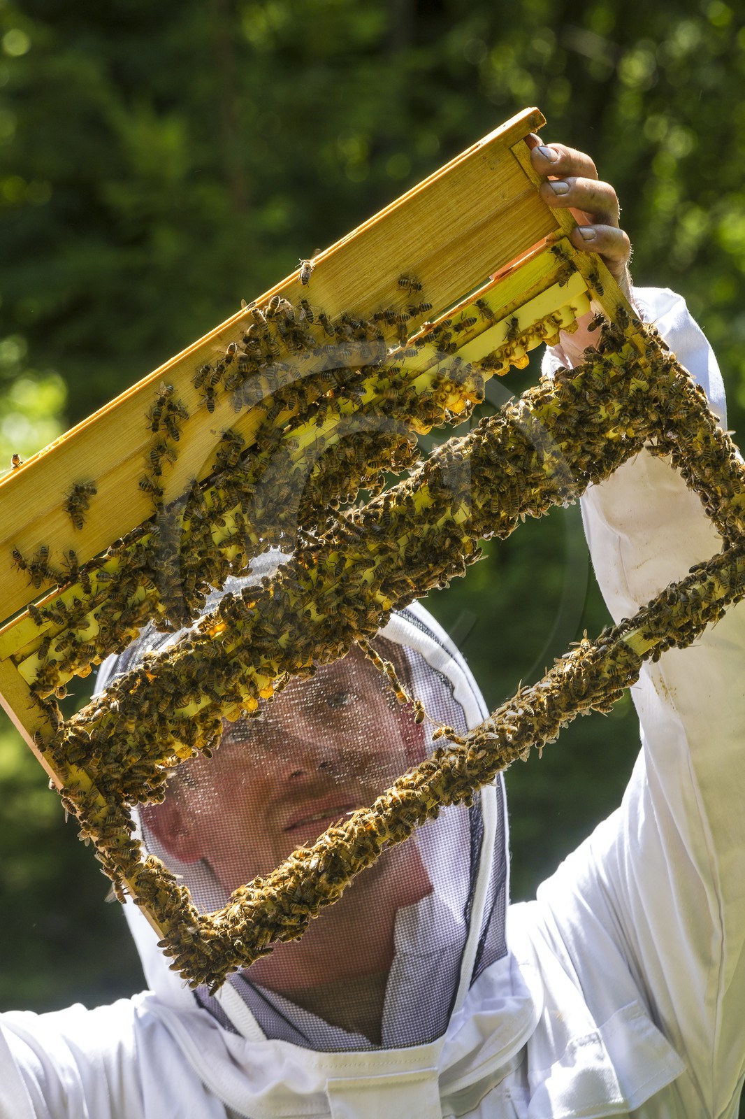 Mathieu Picavet, apiculteur