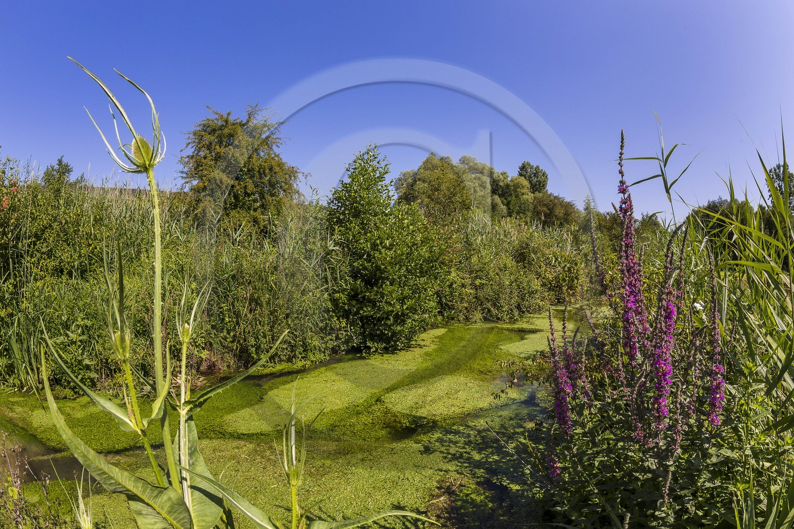 ENS de l'Isère, Prairies inondables de Pont-Évêque