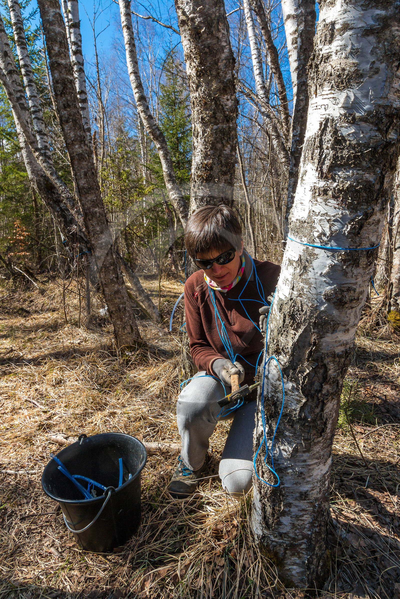 Récolte de sève de bouleau
