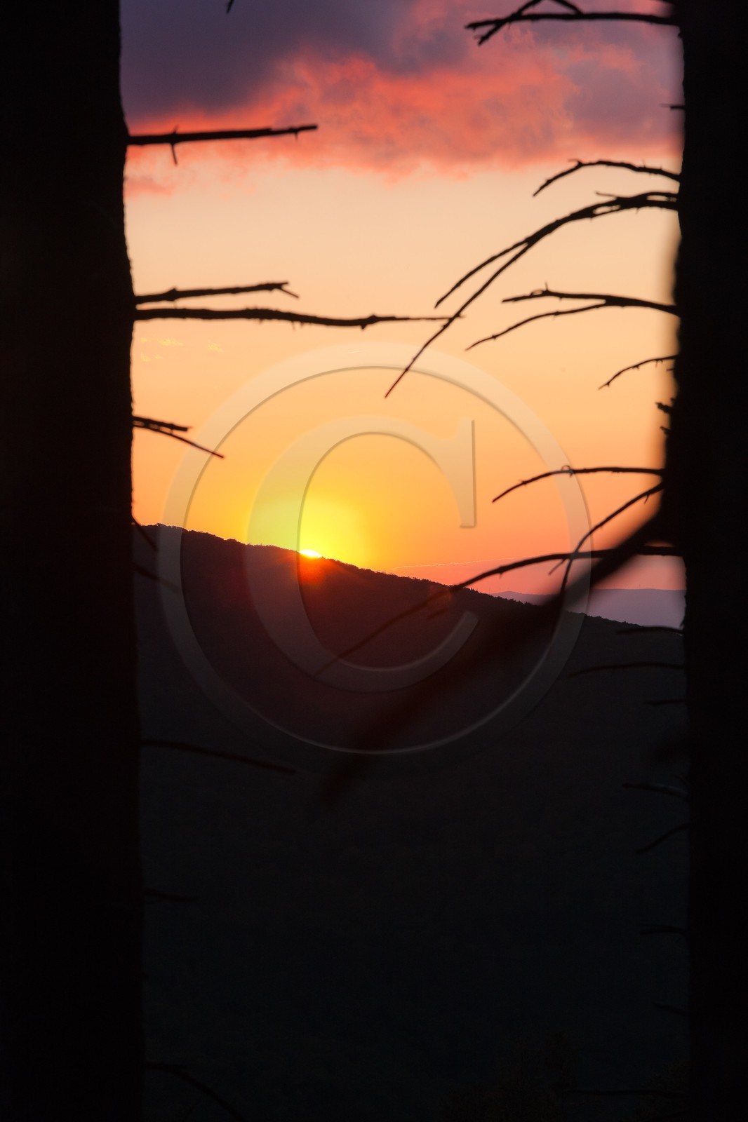 Parc national des Cévennes, forêt du Mont Aigoual