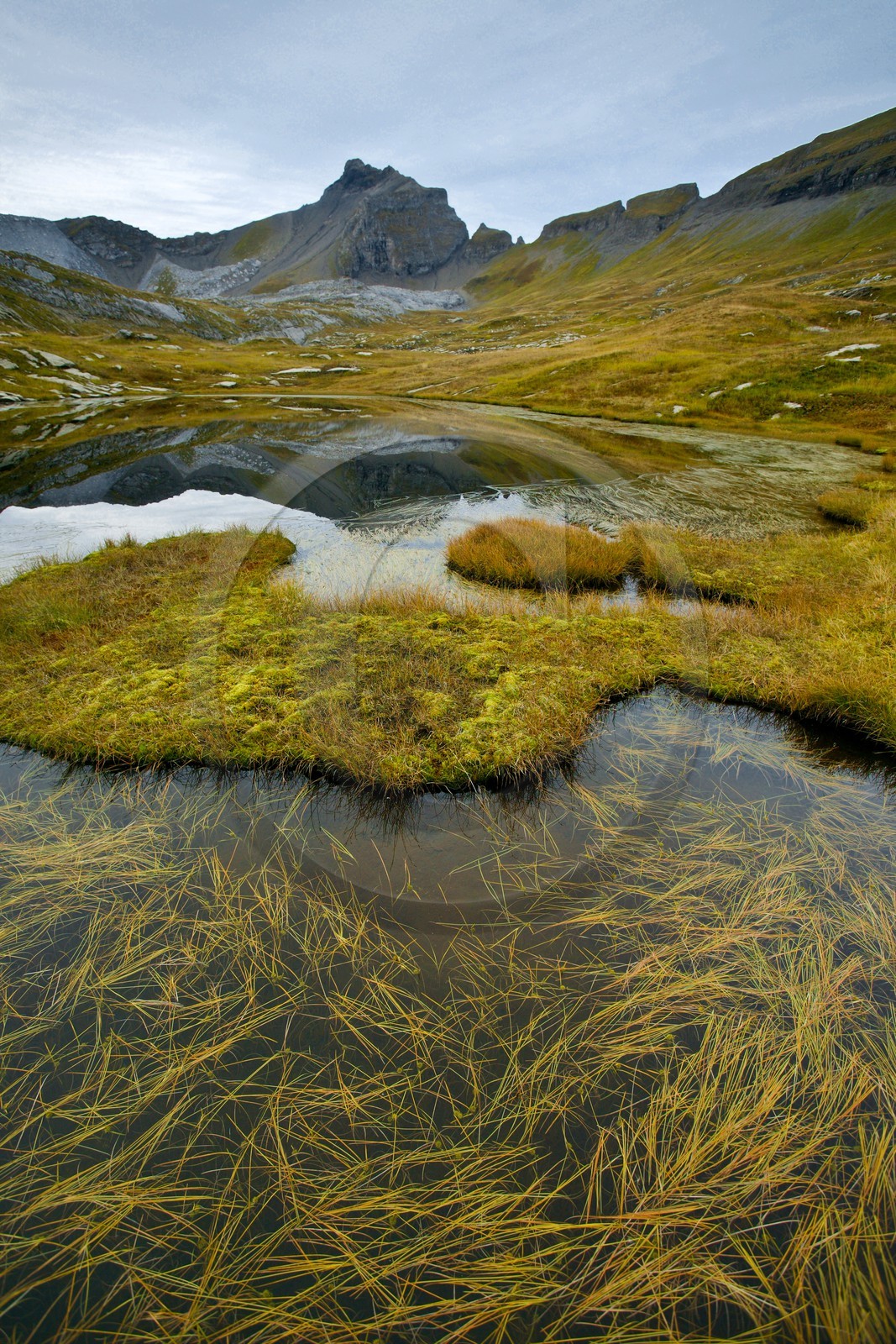 Lacs du Désert de Platé, Potamogeton pusillus