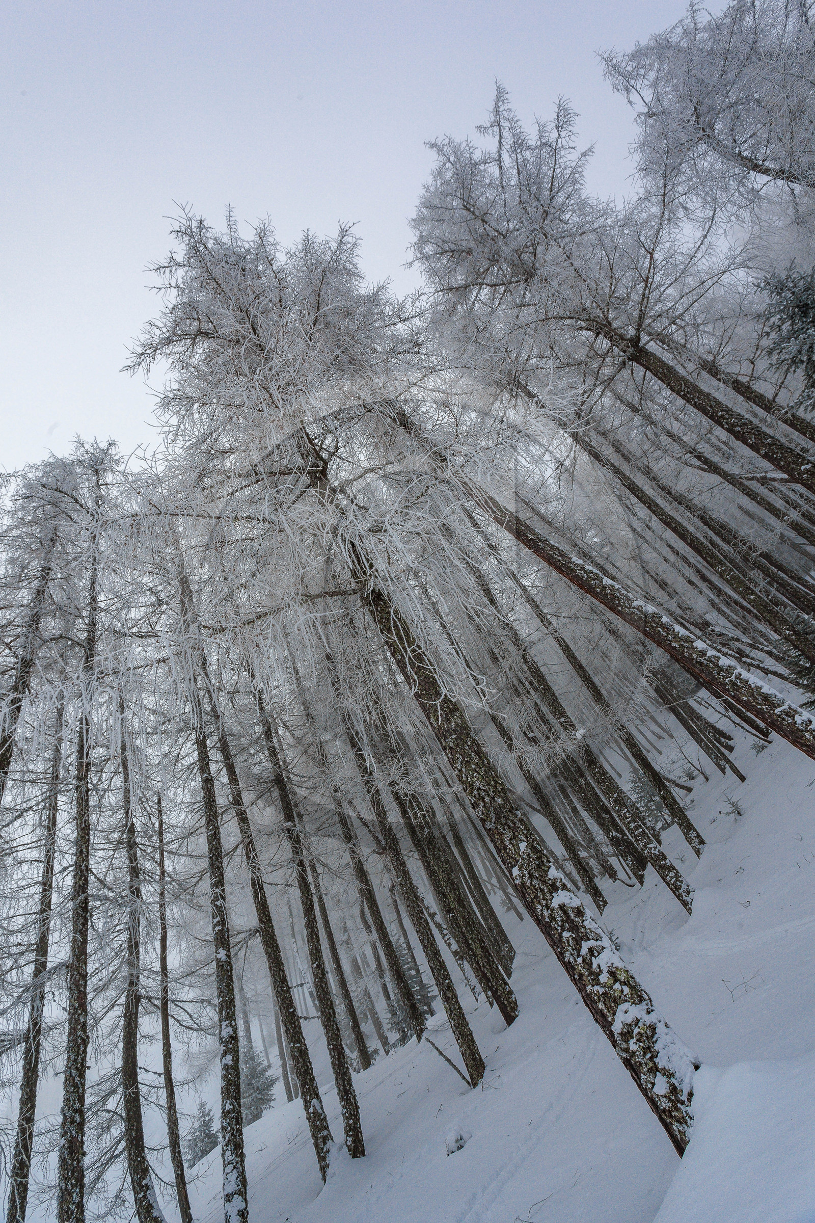 Mélèze d'Europe, Larix decidua