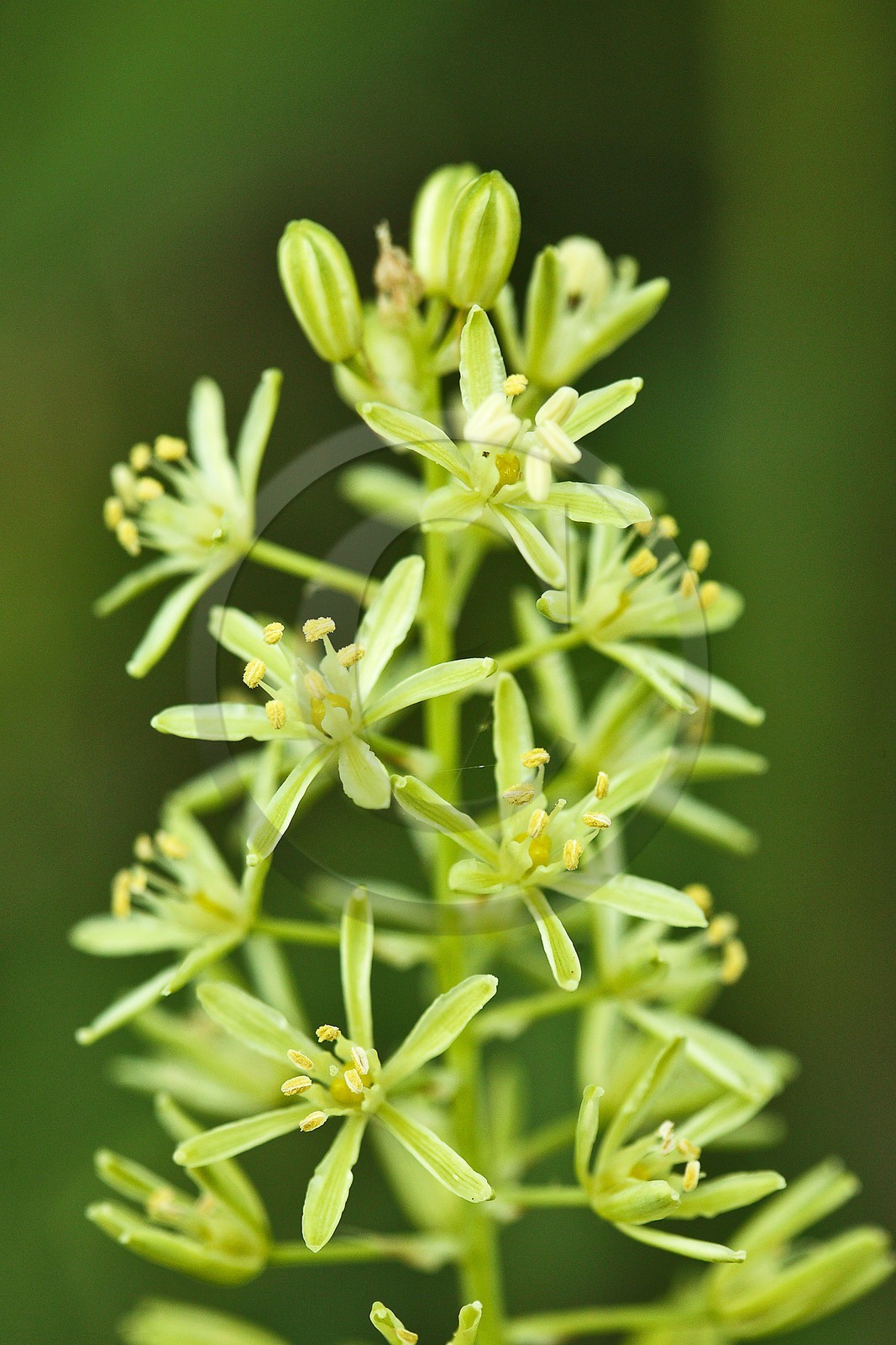 Asperge des bois, Ornithogale des Pyrénées, Ornithogalum pyrenaicum