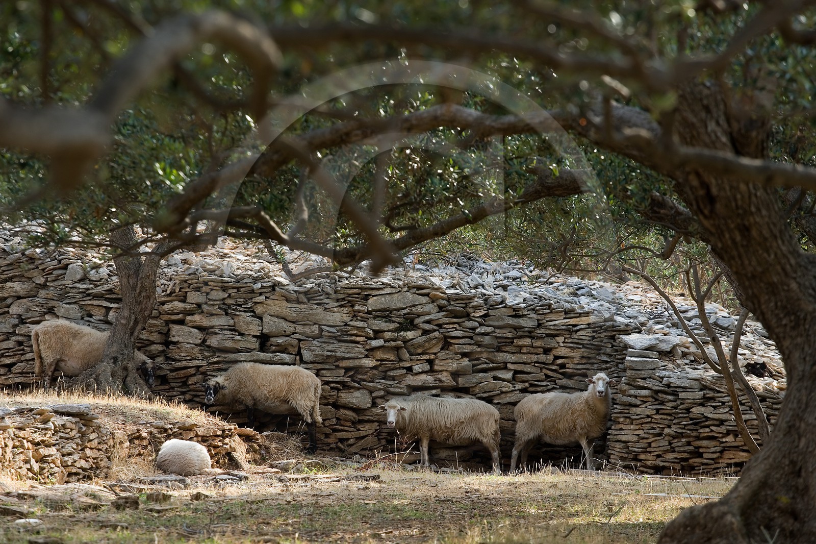 Montons dans enclos de pierre