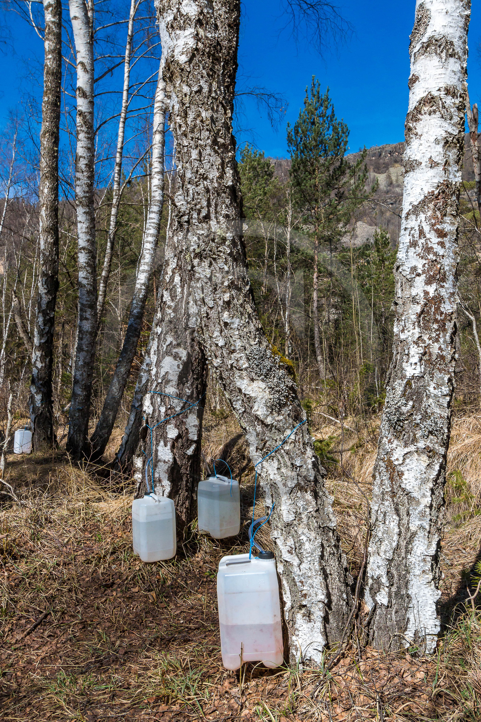 Récolte de sève de bouleau