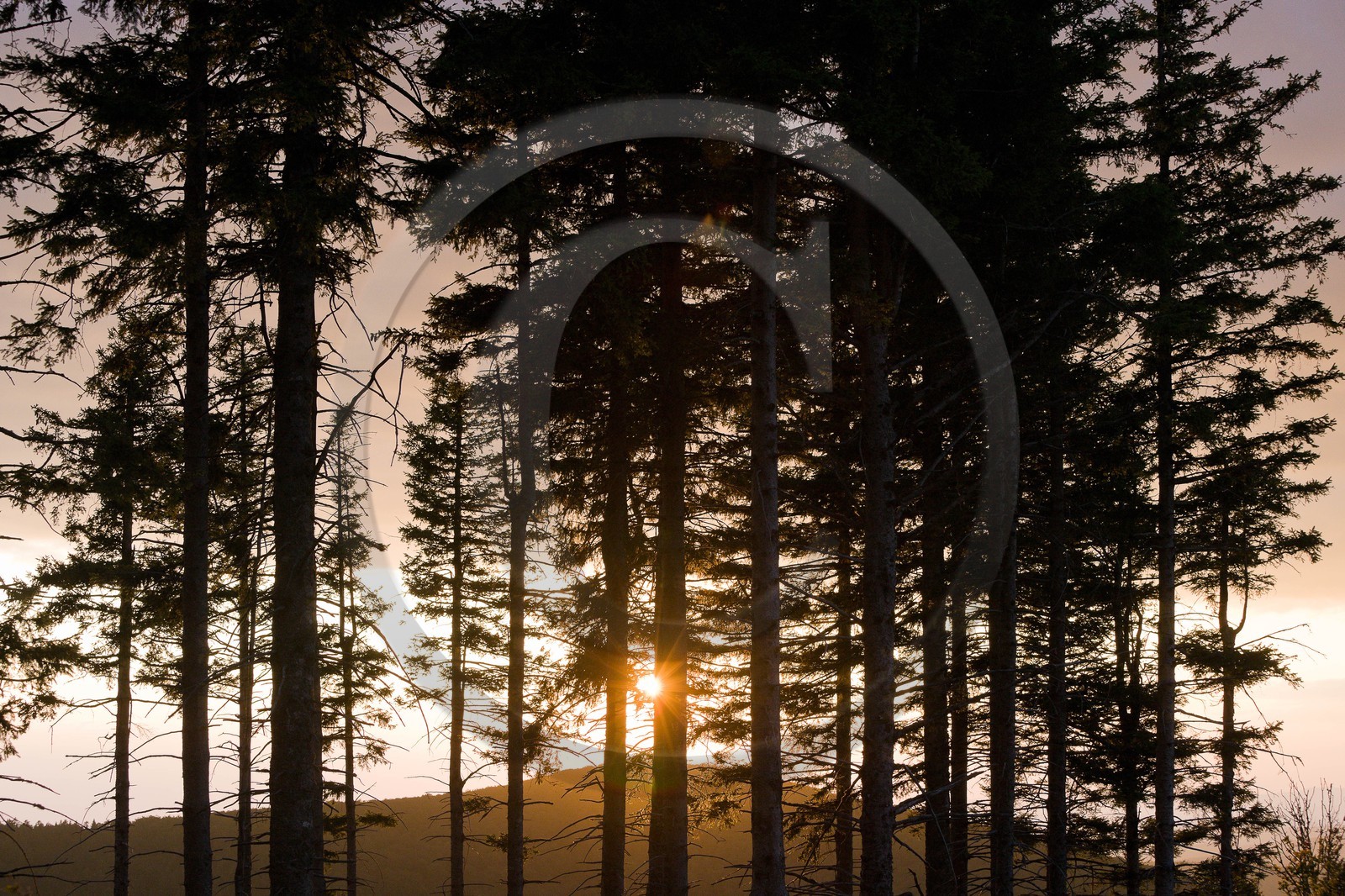 Parc national des Cévennes, forêt du Mont Aigoual