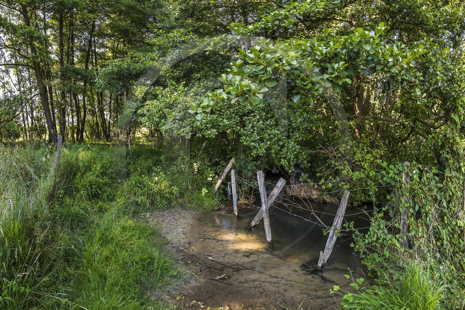 ENS de l'Isère, Zone humide de la Merlière