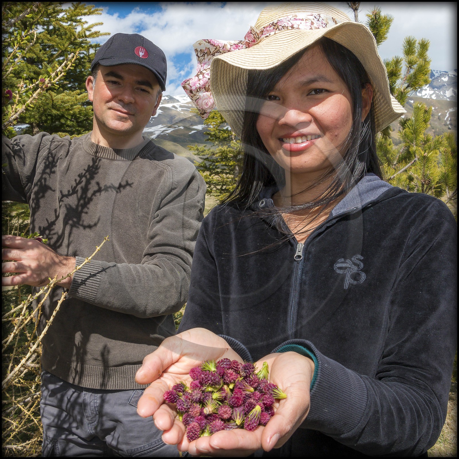 cueillette des fleurs de mélèze
