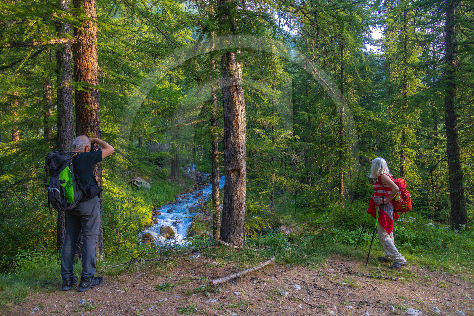 Torrent le petit Tabuc