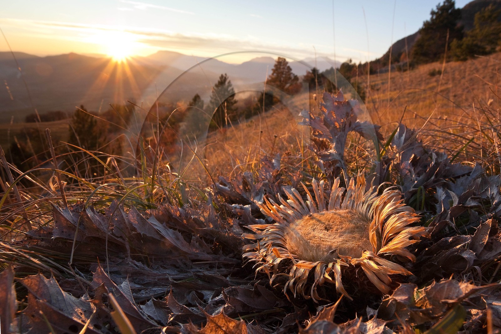 Carline à feuilles d'acanthe, Carlina acanthifolia