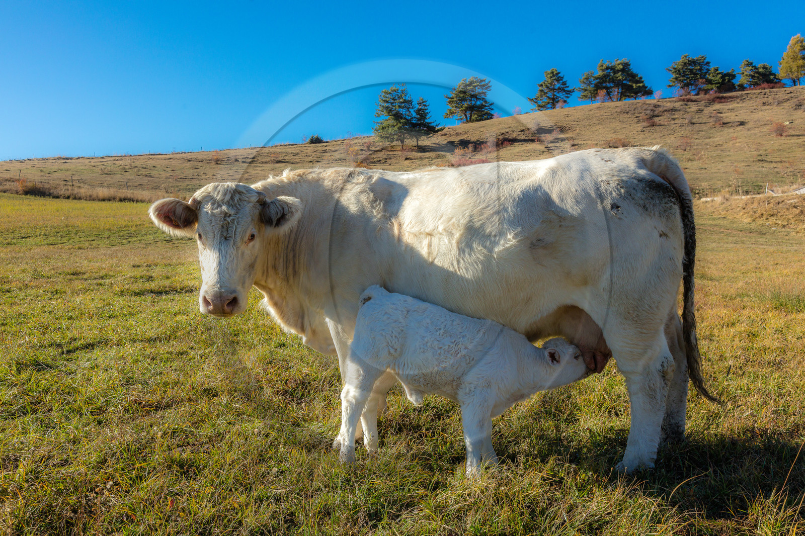 Ferme de Sauron, Laure Marcellin