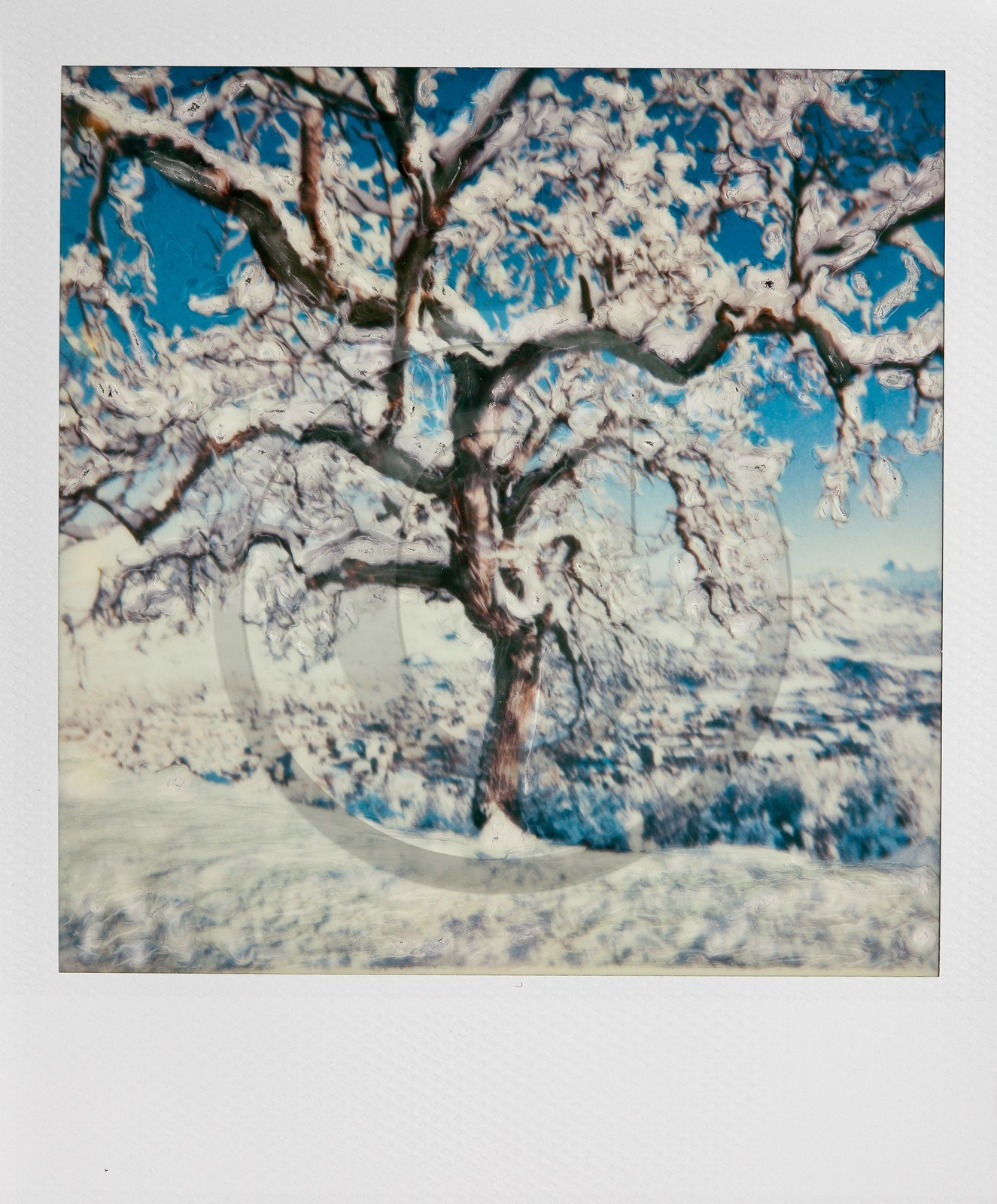 Exposition Arbres et petites forêts, éloge de la biodiversité