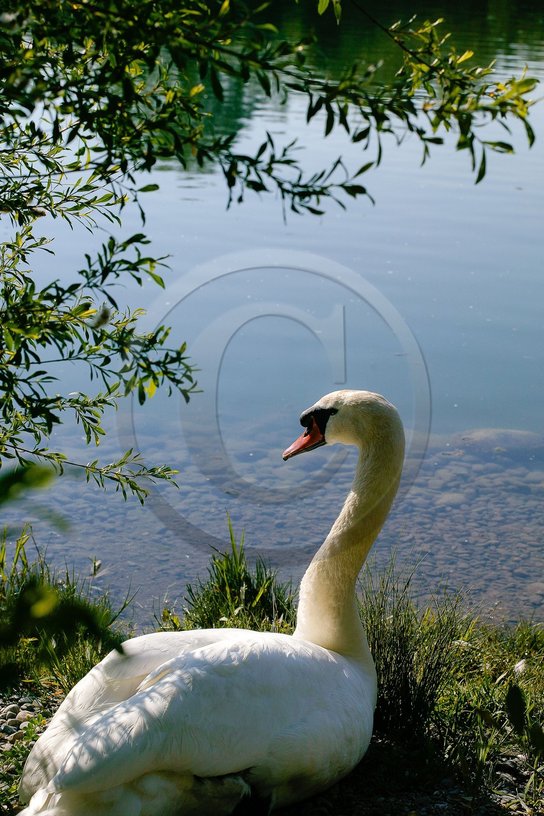 Cygne tuberculé, Réserve naturelle du delta de la Dranse