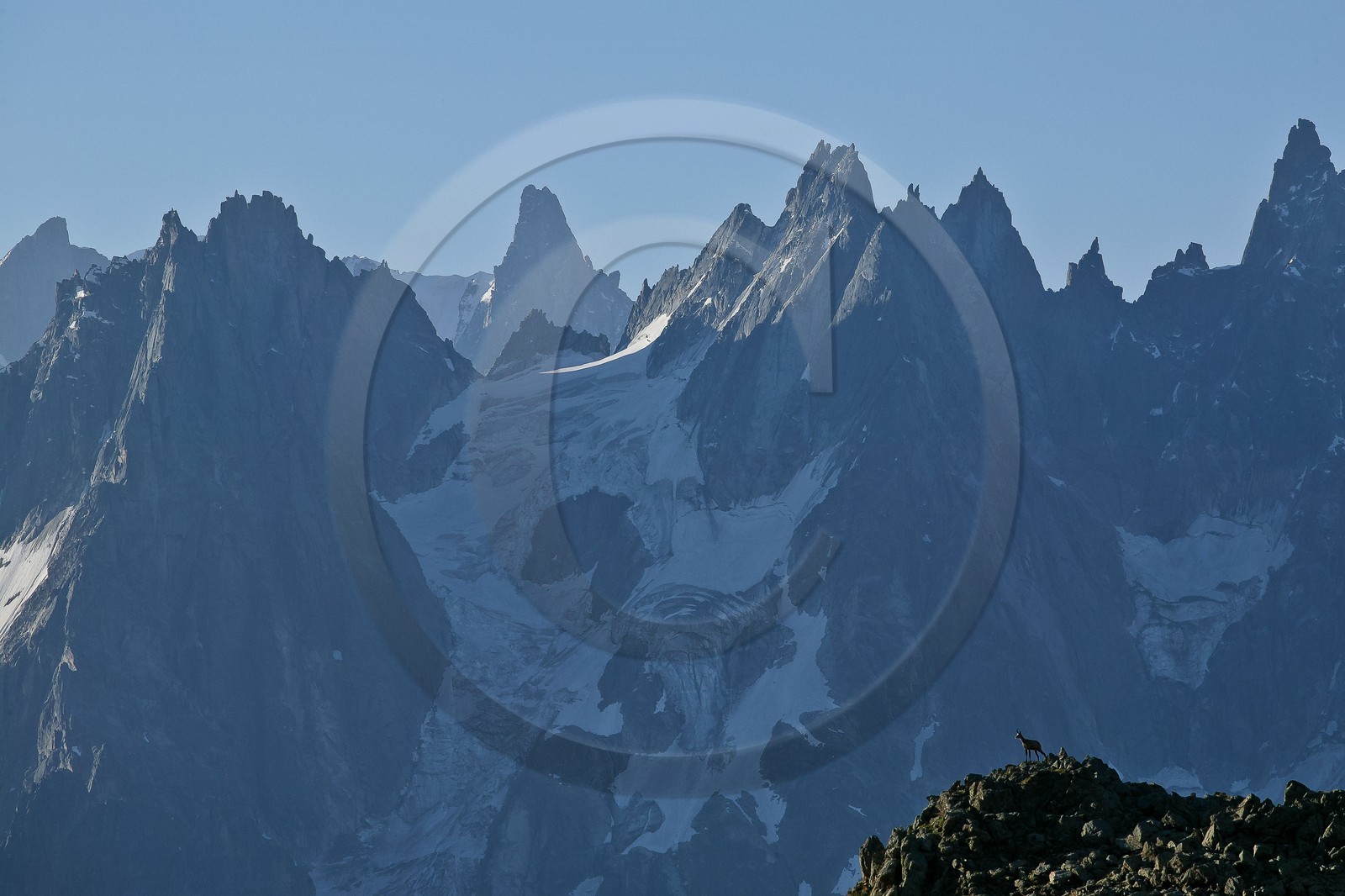 Chamois devant la chaîne du Mont-Blanc