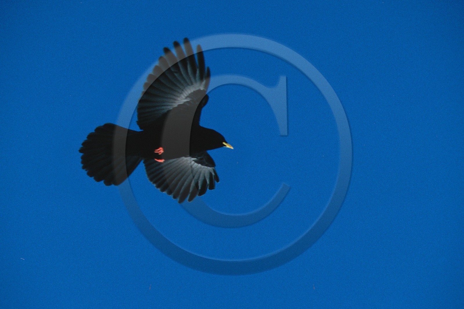 Chocard à bec jaune, Pyrrhocorax graculus