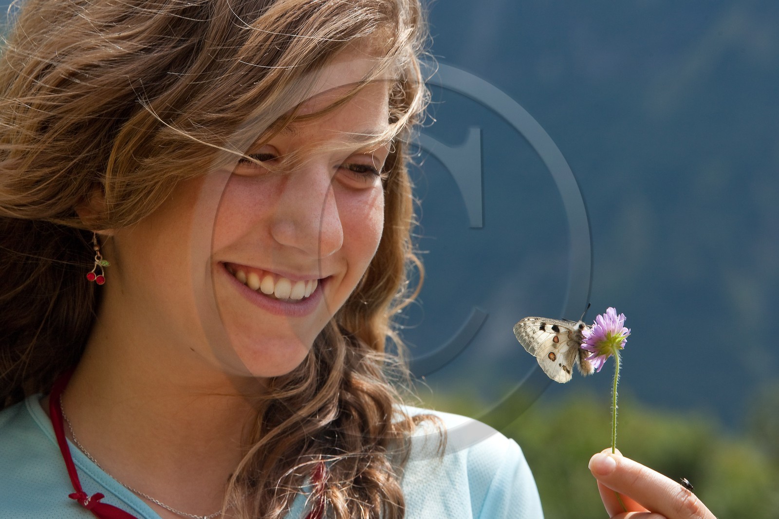 Papillon Apollon, Parnassius apollo
