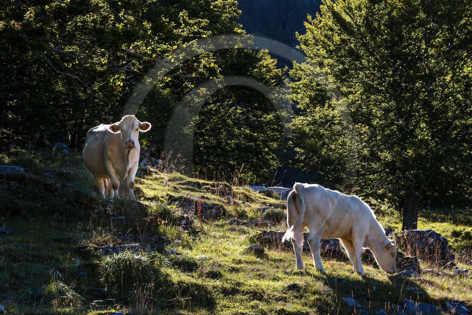 ENS de l'Isère, Les Ecouges, Fessole
