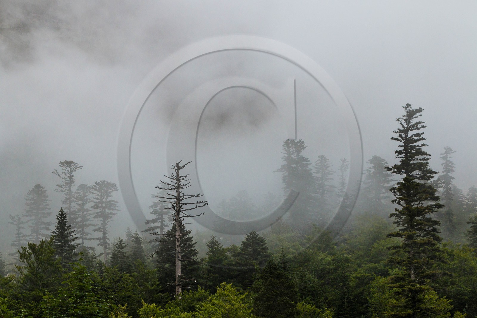 vallon de La Jarjatte