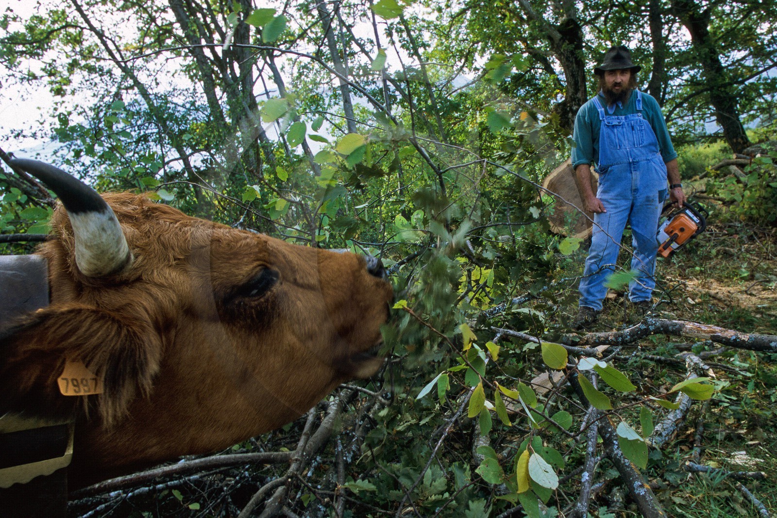 Vallée du Champsaur, le bocage