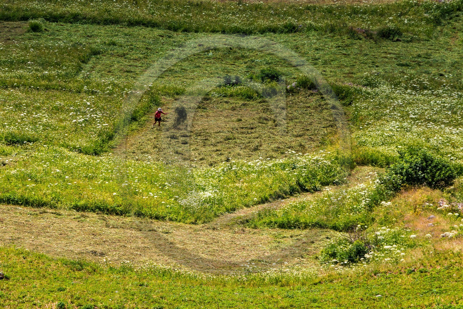 Fenaisons  à Bonneval-sur-Arc