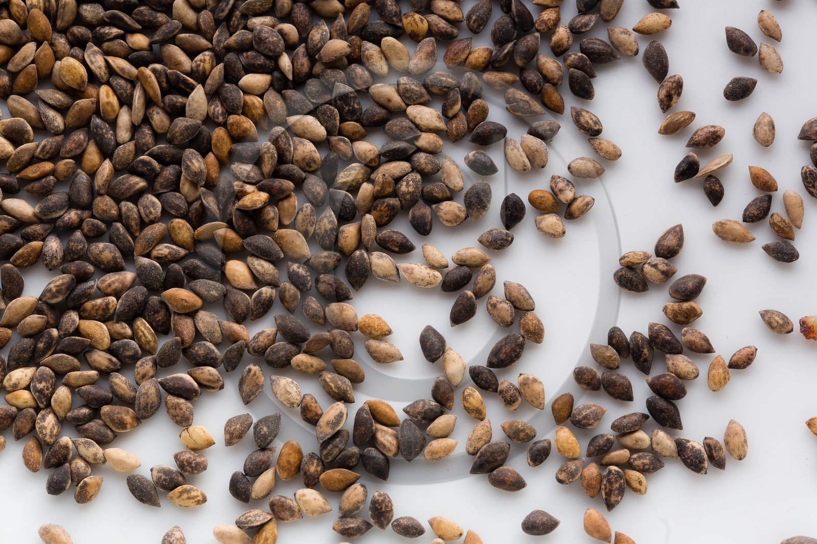 Pépinière Robin, producteur de sapin de Noël, graines de Sapin Nordmann