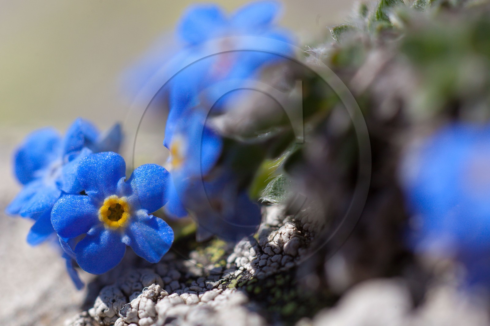 Eritriche nain, Eritrichium nanum