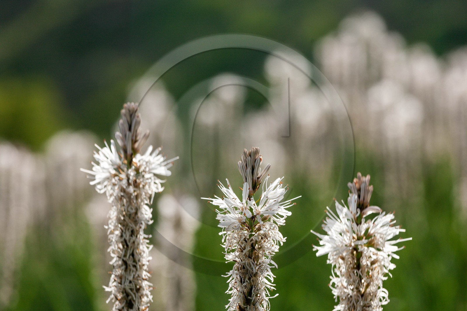Asphodèle blanc, Asphodelus albus