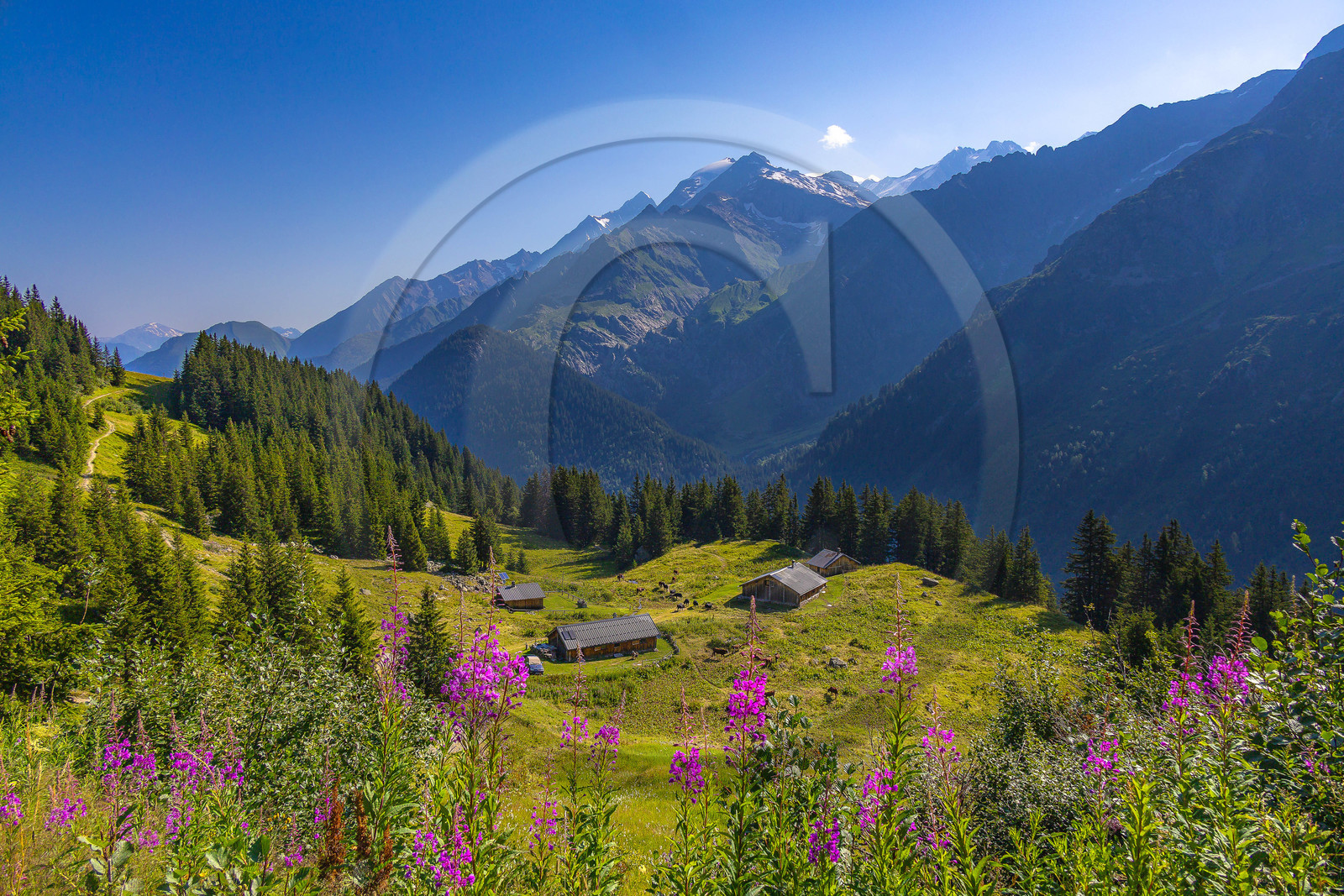 Réserve Naturelle des Contamines-Montjoie