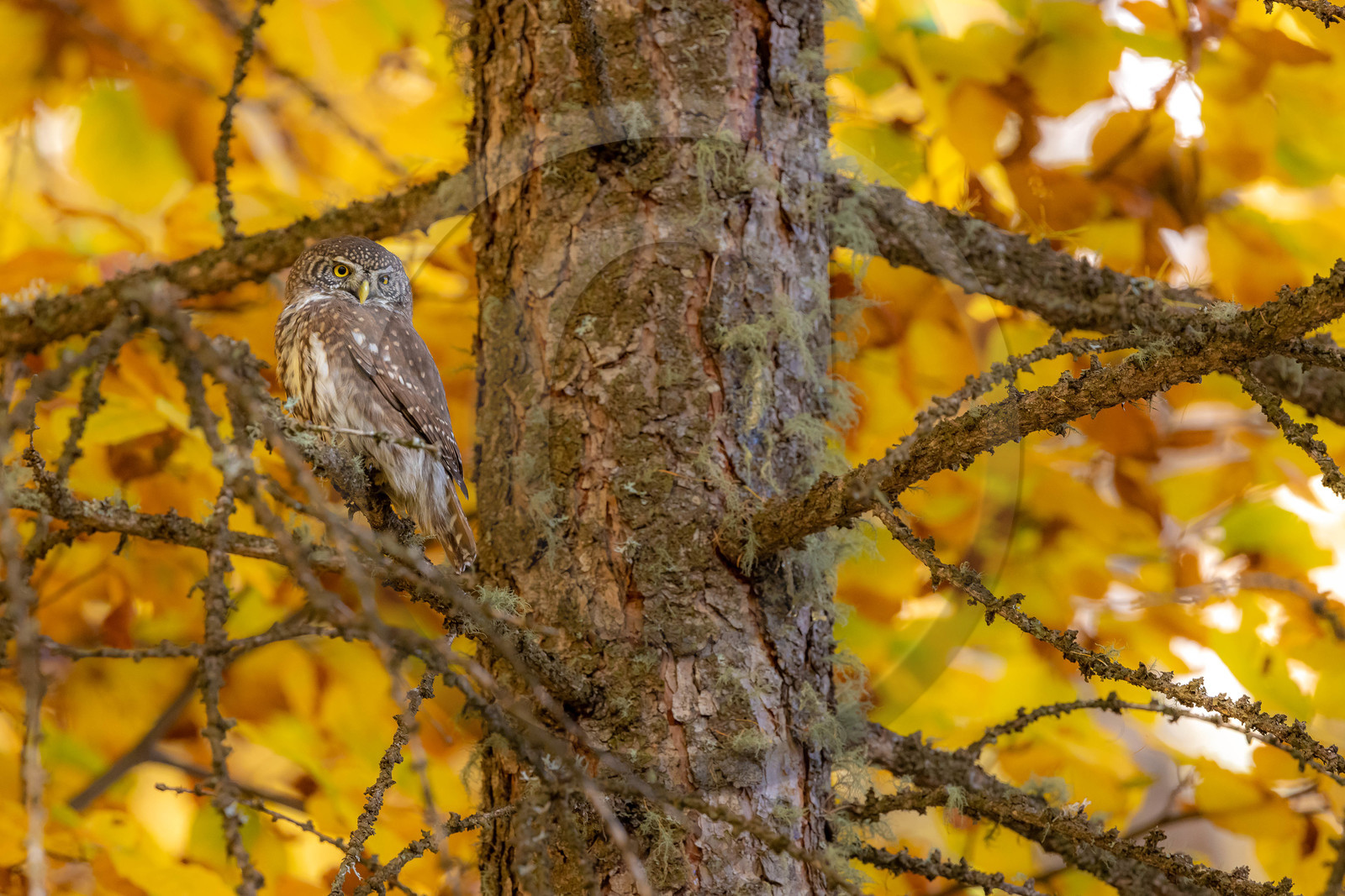 Chevêchette d'Europe, Glaucidium passerinum