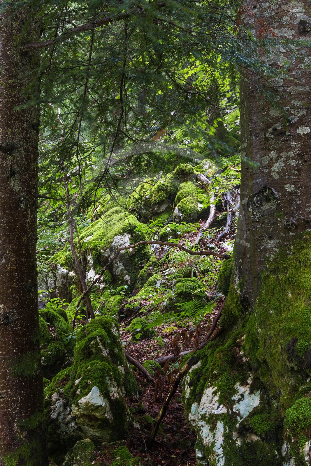 ENS de l'Isère, Les Ecouges