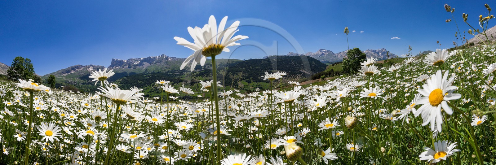 Marguerite commune, Leucanthemum vulgare