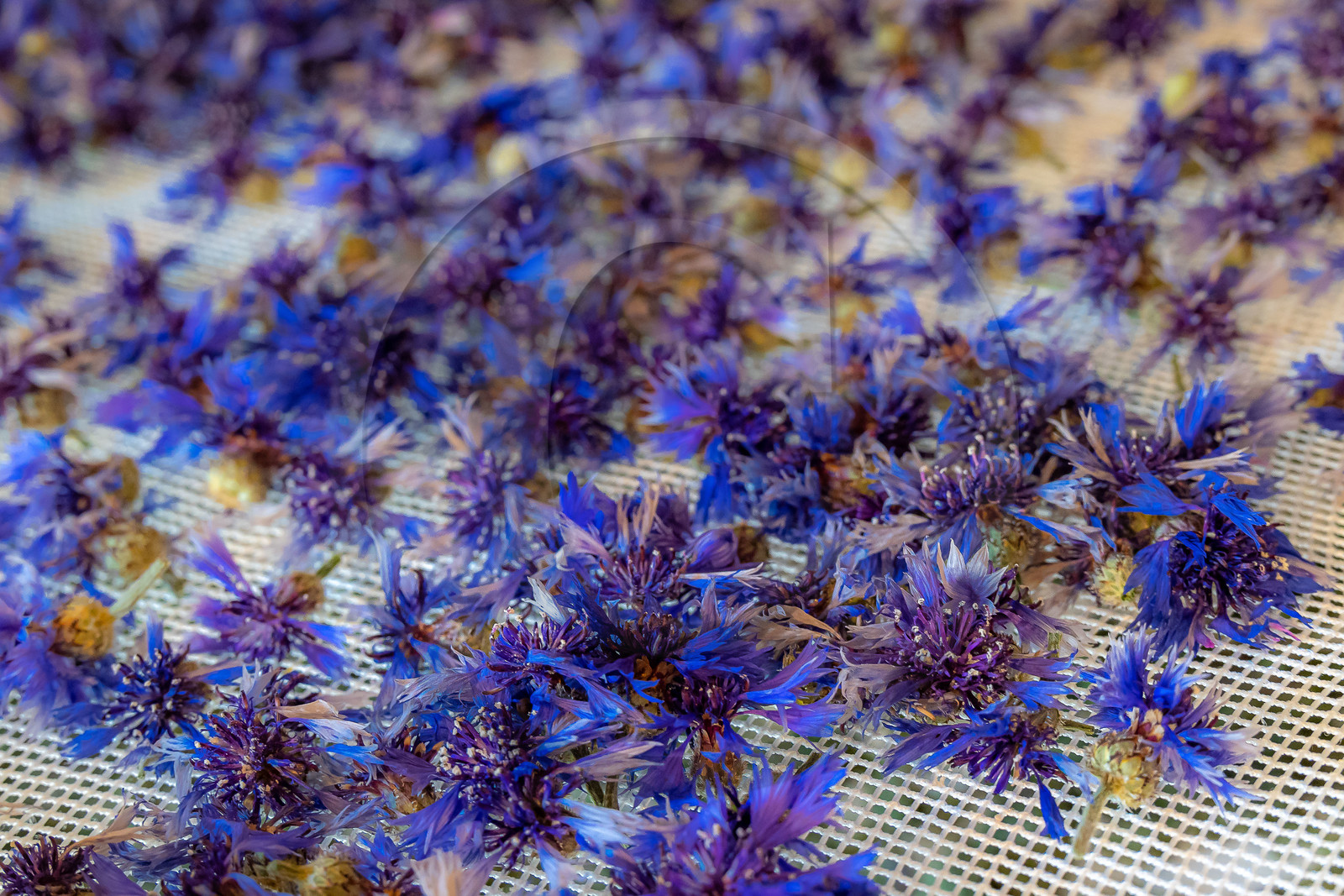 Les cueillettes du Lauzet, Bleuet des champs, Centaurea cyanus