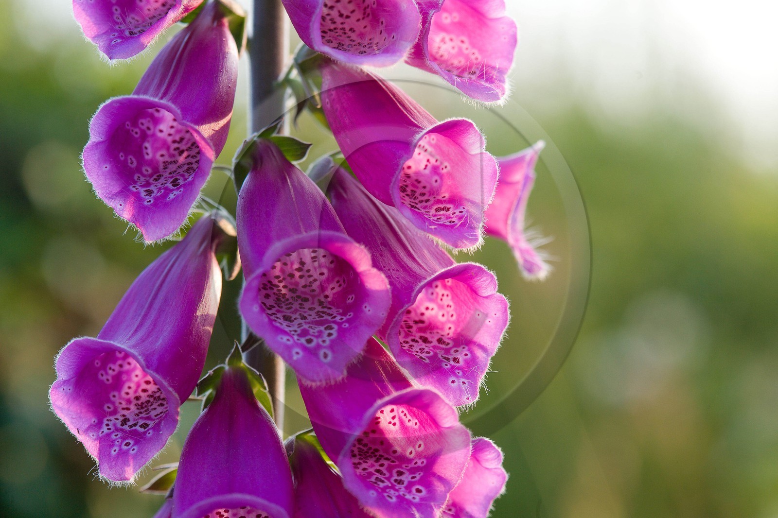 Digitale pourpre, Digitalis purpurea