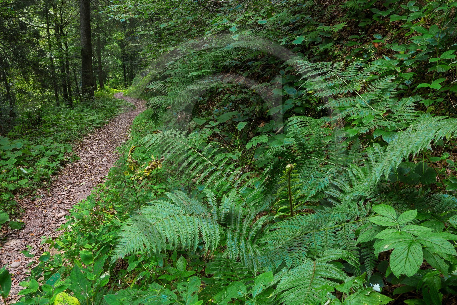 ENS de l'Isère, Les Ecouges