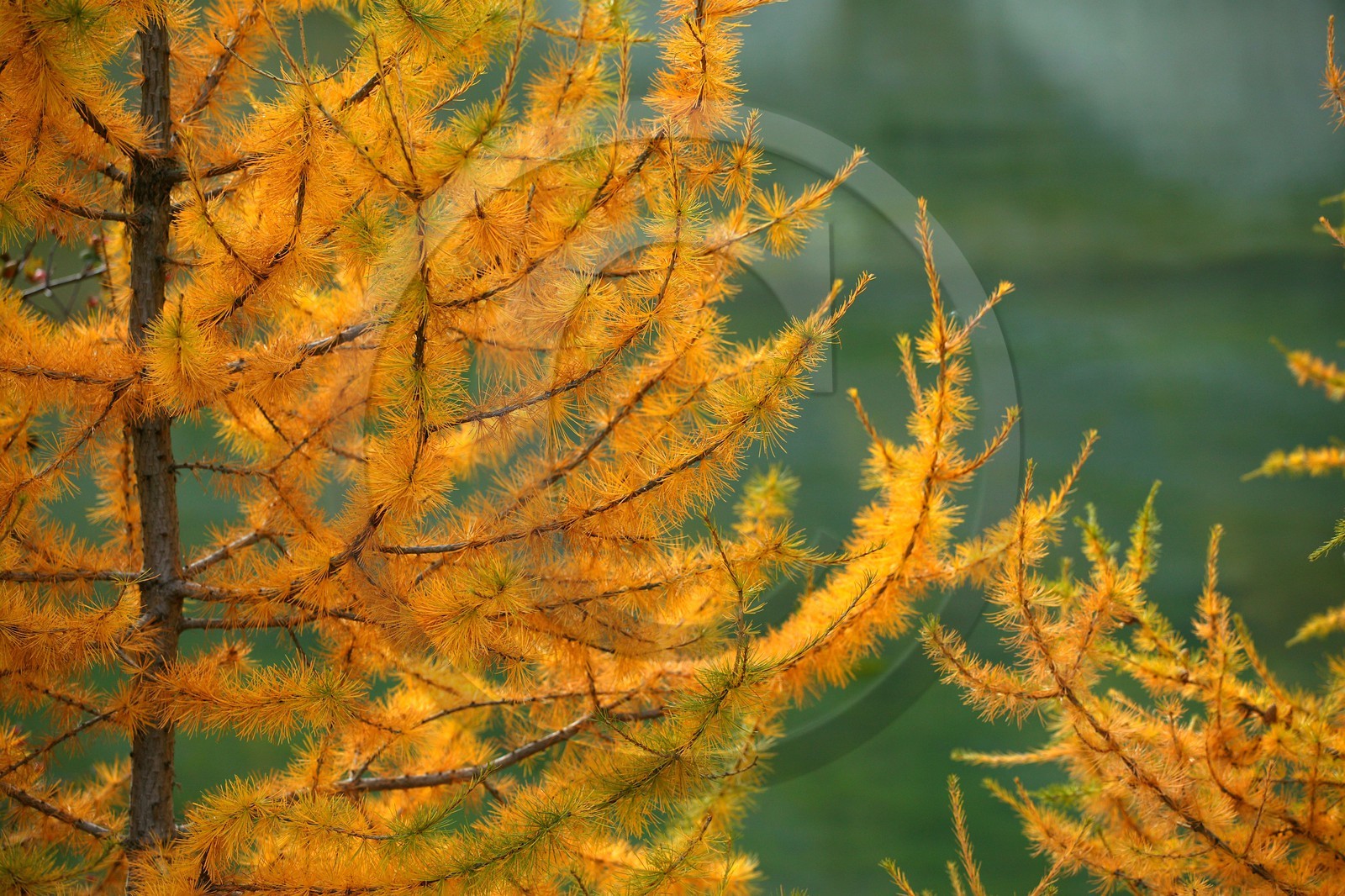 Mélézein à l'automne