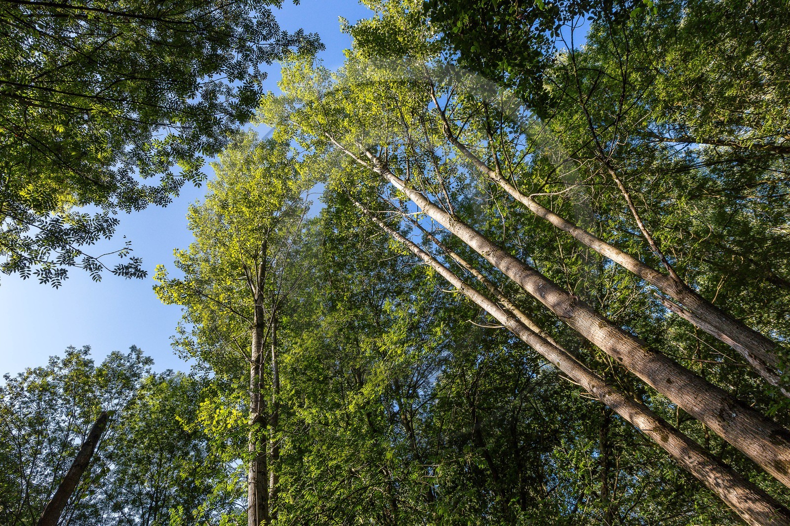 ENS de l'Isère, étang de Mai