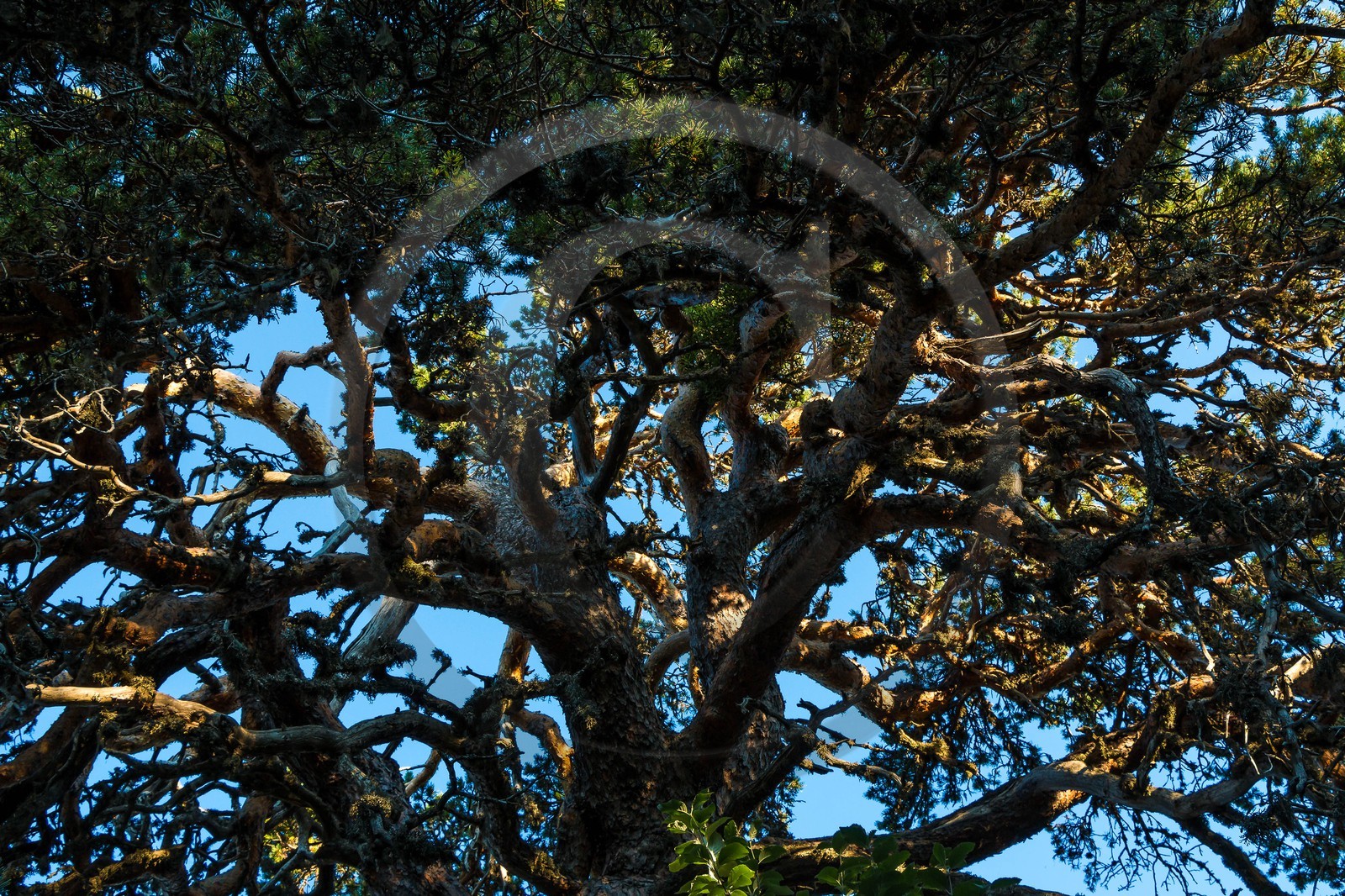Les Monges, forêt domaniale des Monges