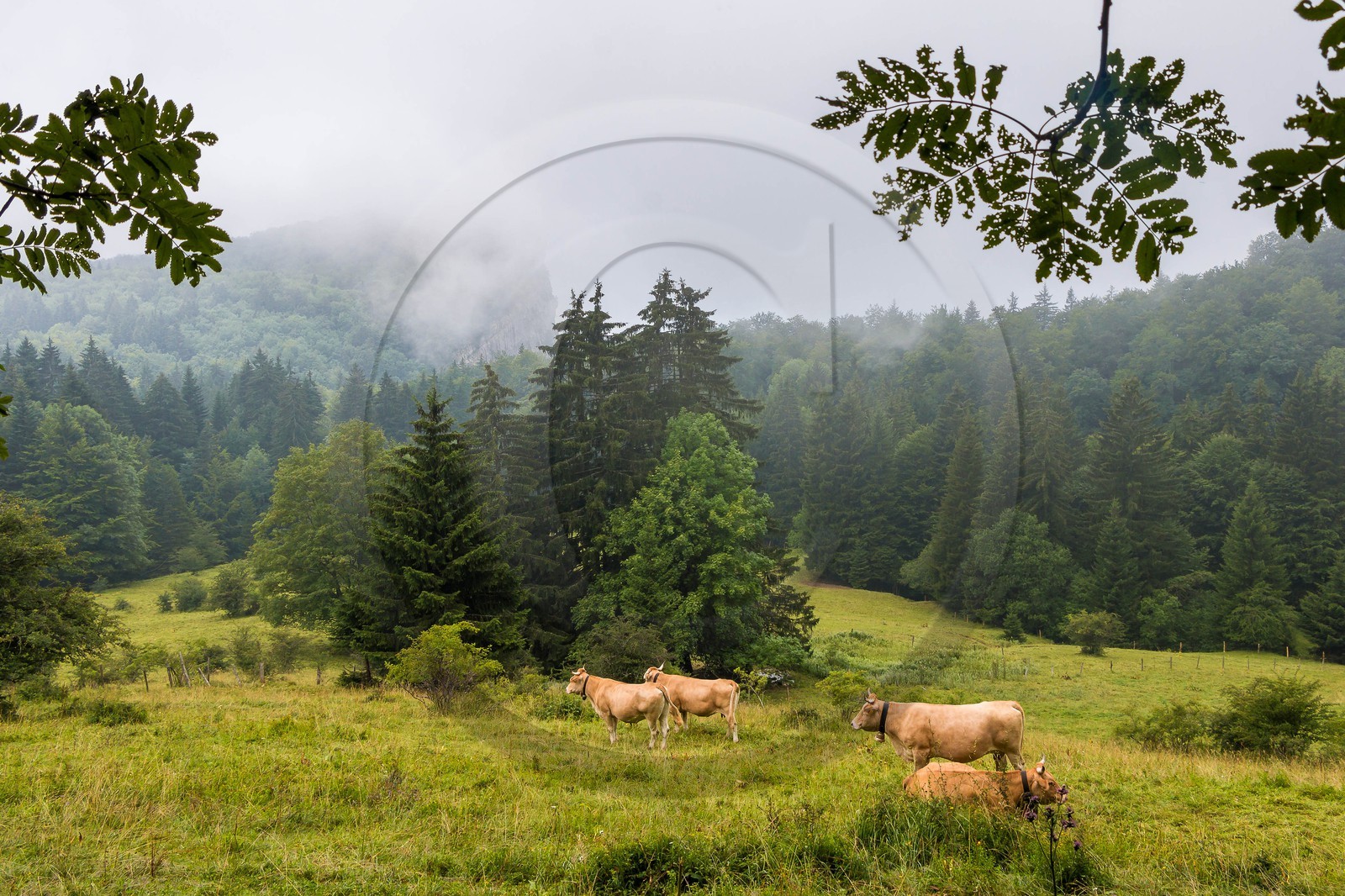 ENS de l'Isère, Les Ecouges, race bovine du Vercors la vilarde