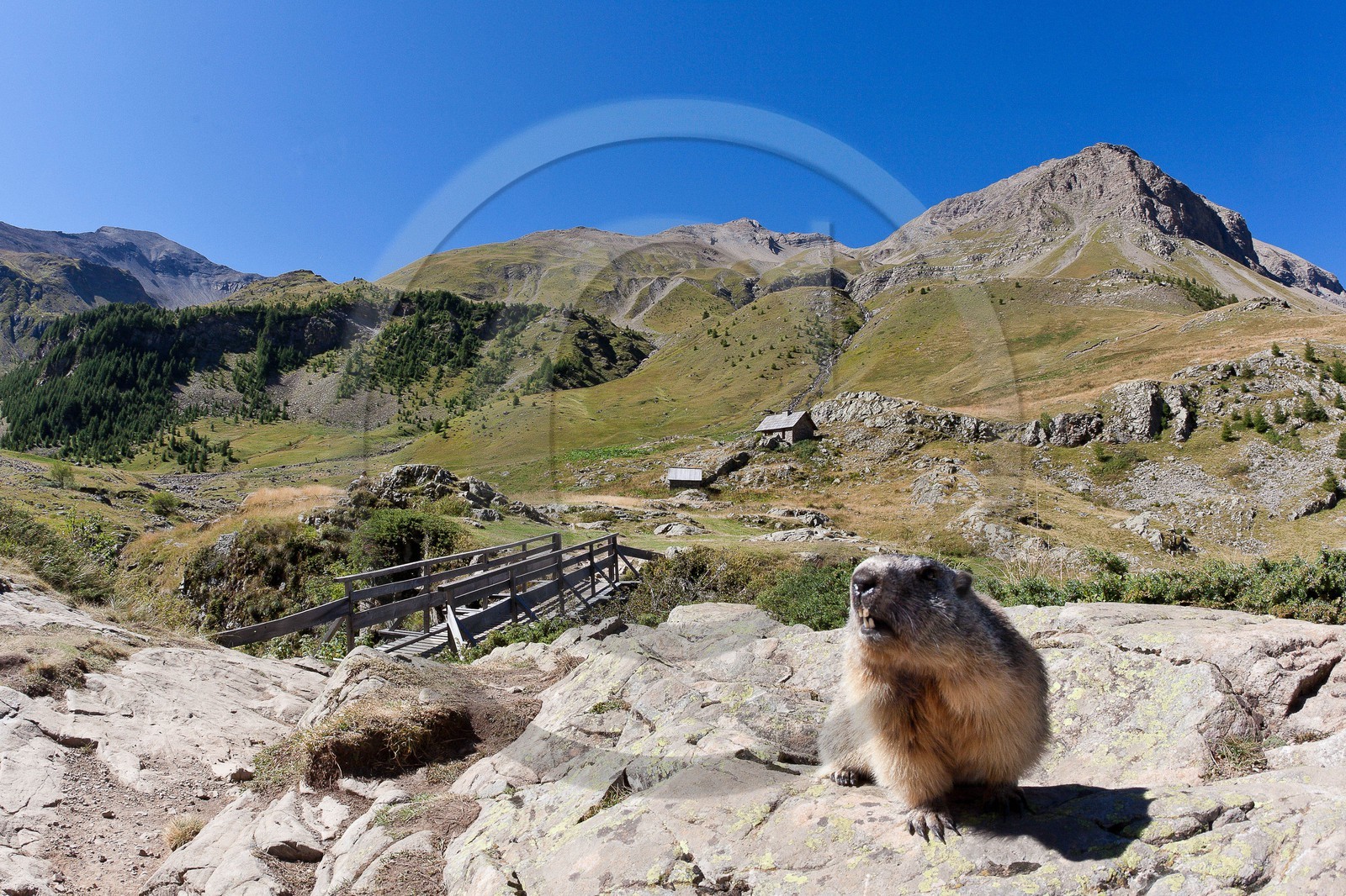 Randonnée vers le Saut du Laire, marmotte