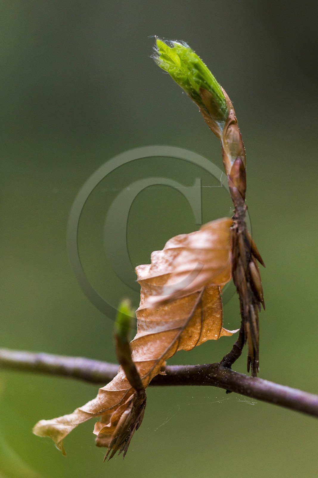 ENS de l'Isère, Marais des Seiglières