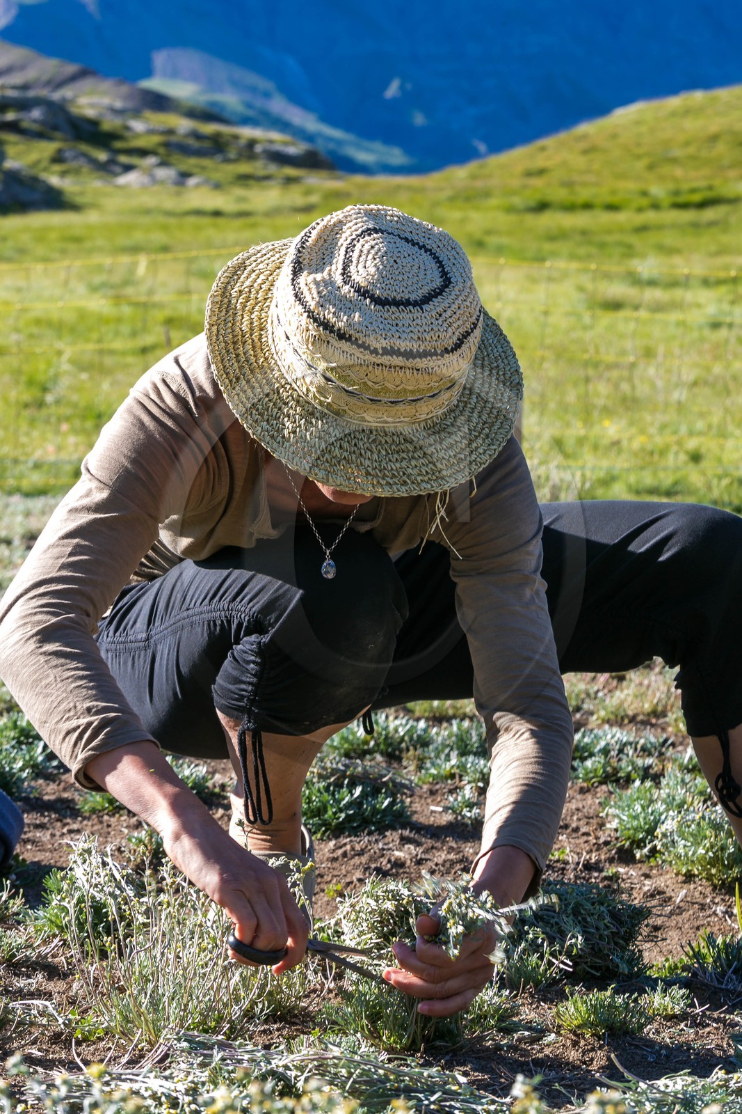 Orcières 1850, Bruno Gonnon agriculteur bio de génépi