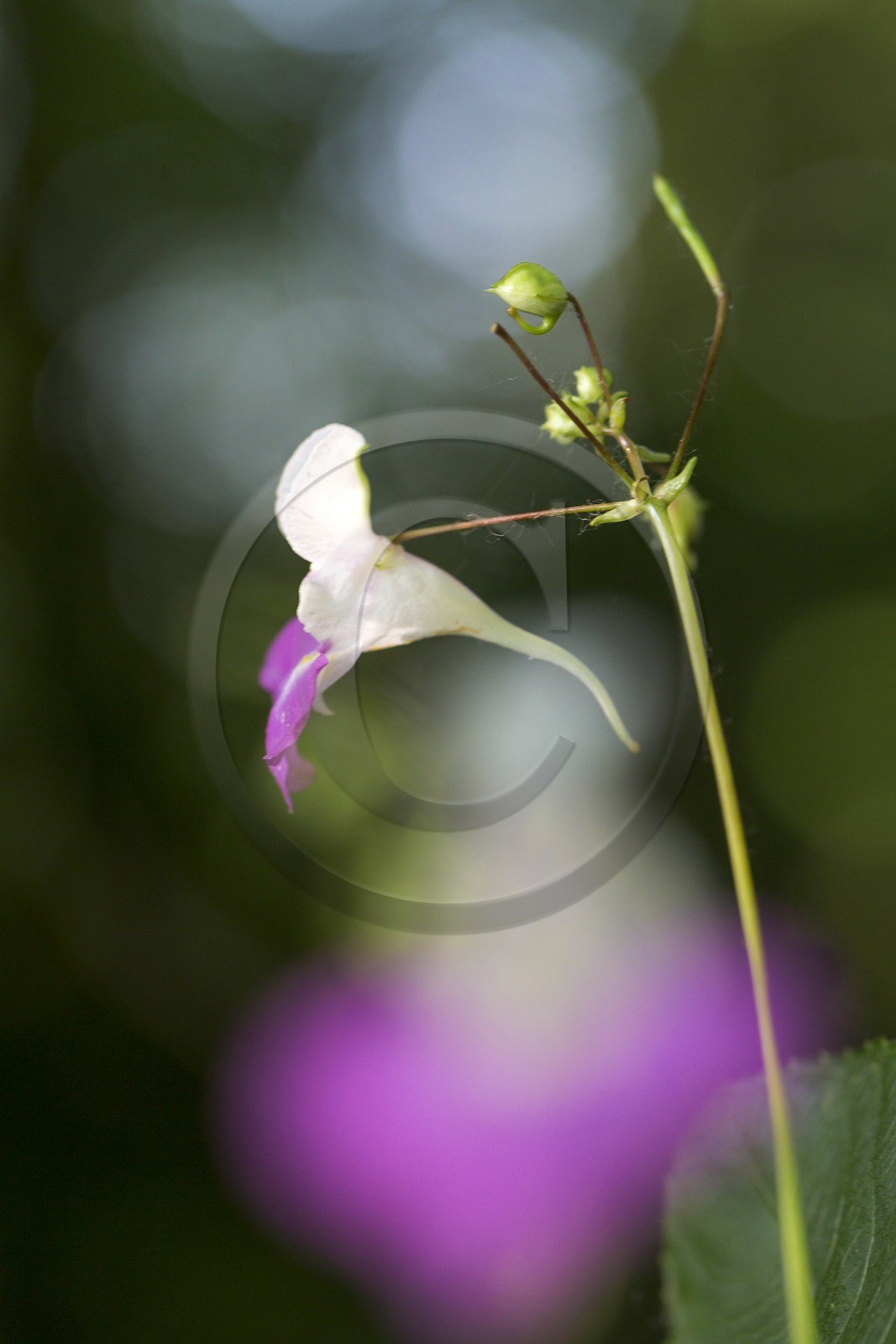 ENS de l'Isère, Zone humide de la Merlière